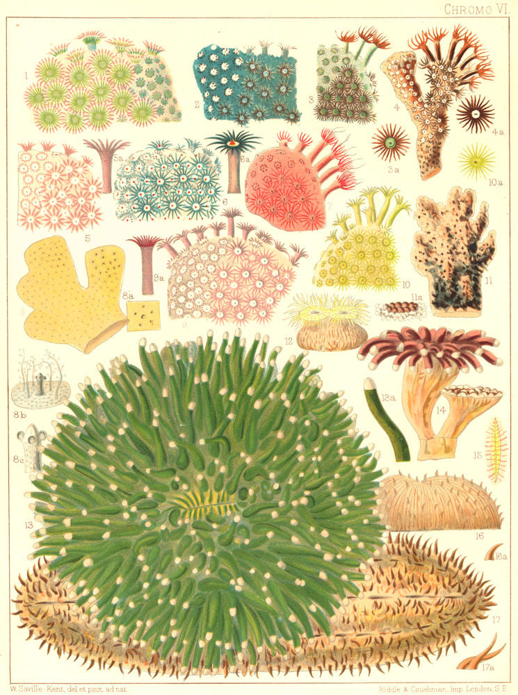 GT BARRIER REEF CORAL Plesiastraea Peronii Rhodaroea fruticosa calicularis 1893